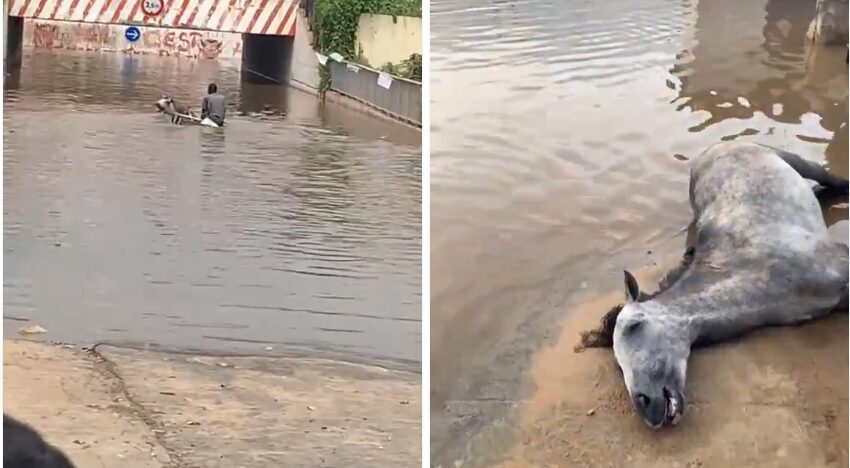 Cheval noyé à Guinaw Rail: le charretier arrêté et poursuivi pour cruauté envers un animal
