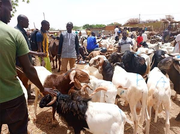 Tabaski 2027 : Le ministre Ousmane Diagne annonce des financements pour renforcer la production nationale de moutons